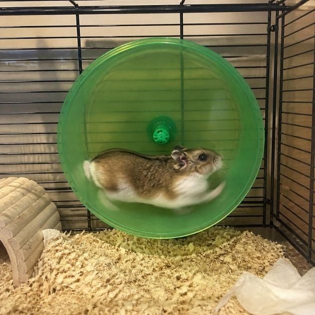 A tan and white hamster runs on a neon green wheel in its cage.
